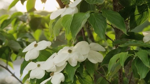 Sun washed plant flowers Video stock 74096332