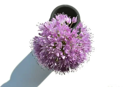 Sun Watch Stock Photos