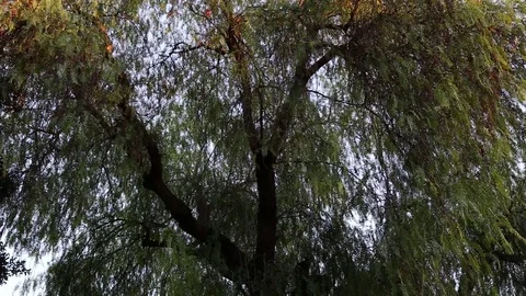 Sun on the weeping willow Stock Footage 72384105