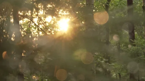 Sun on wet pine needles Stock Footage 100137526