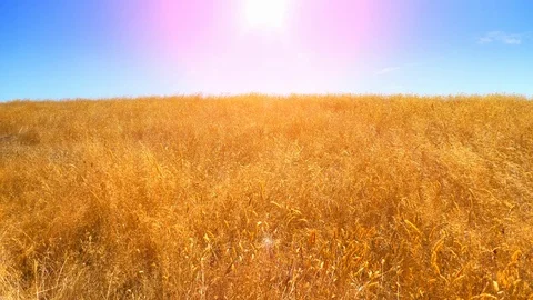 Sun Wheat Yellow Field Background, Blue Sky Lens, Golden Grain Rural Harvest Stock Footage 89152347