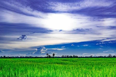 Sun in white clouds There are green rice fields Beautiful blue skies and whit 스톡 사진