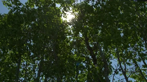 Sun, wind in trees Stock Footage 147605029