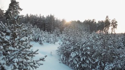 The sun in the winter forest Stock Footage 59686320
