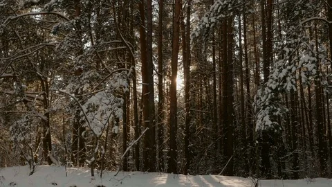 Sun in the winter forest Video stock 72740868