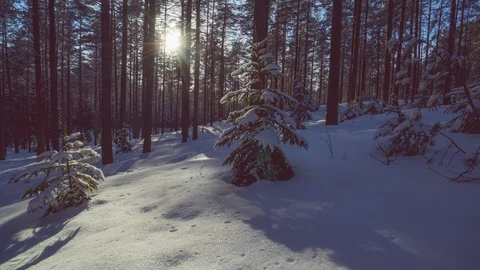Sun in the winter forest Stock Footage 87816872