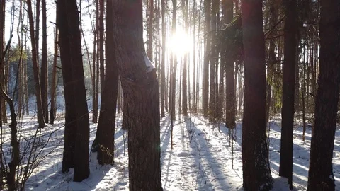 Sun Winter Forest Stock Footage 101722542