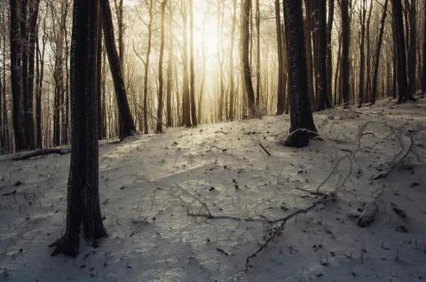 Sun in winter forest landscape Stock-Fotos
