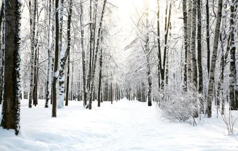 Sun in the winter forest Stock Photos