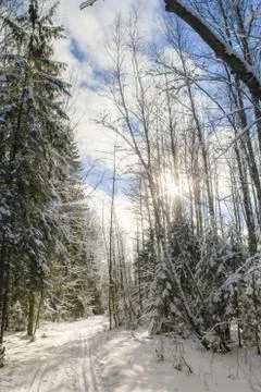 The sun in the winter forest. Stock Photos