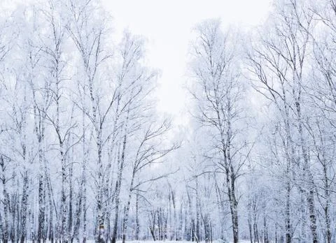 Sun in winter forest trees covered with snow Fotos Stock