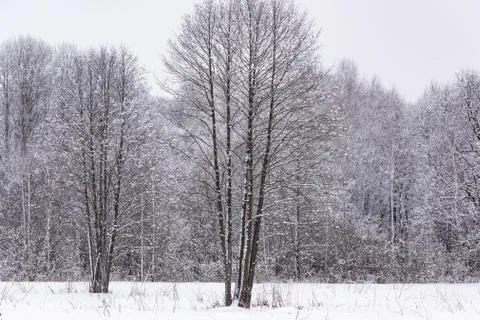 Sun in winter forest trees covered with snow Stock Photos