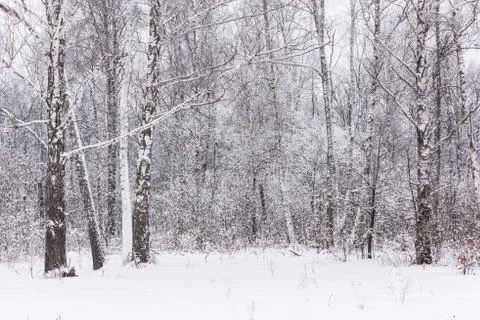 Sun in winter forest trees covered with snow Foto stock