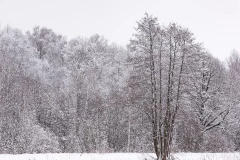 Sun in winter forest trees covered with snow Fotos de archivo