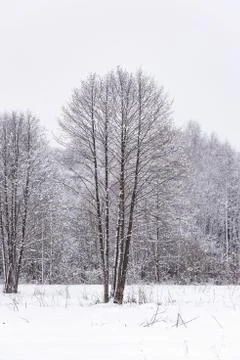 Sun in winter forest trees covered with snow Foto stock