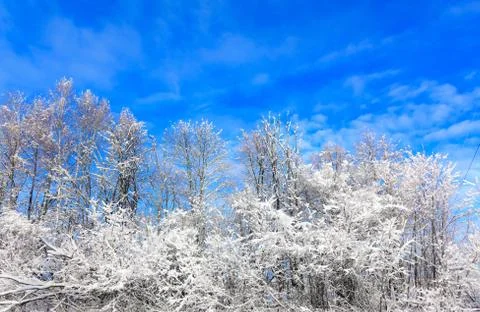 Sun in winter forest trees covered with snow Foto stock