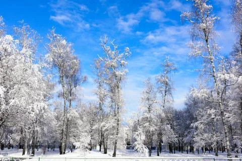 Sun in winter forest trees covered with snow Photos