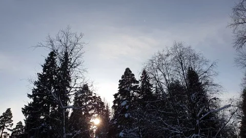 The sun in the winter forest. The Winter forest. Stock Footage 101553056