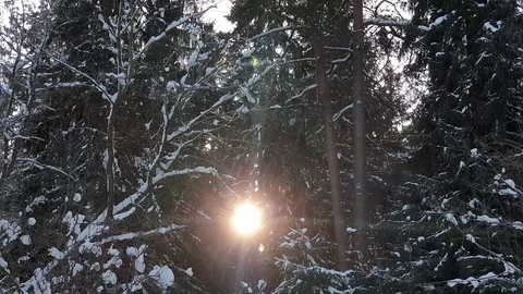 The sun in the winter forest. The Winter forest. Stock Footage 101553203