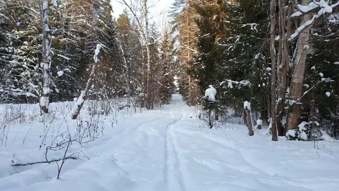 The sun in the winter forest. The Winter forest. Stock Footage 101553310