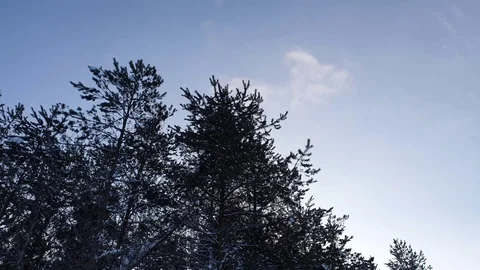 The sun in the winter forest. The Winter forest. Stock Footage 101553556