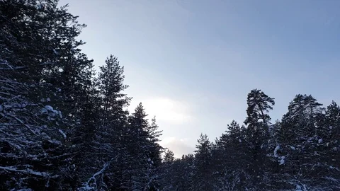 The sun in the winter forest. The Winter forest. Stock Footage 101553651