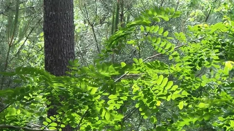 Sun in wood Vídeos de archivo 50764822