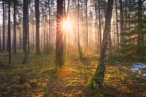 Sun in wood Foto stock