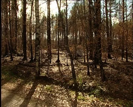 Sun in the woods Stock Footage 1012614