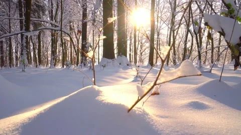 Sun in woods. Sunset Sunlight Shining Through Trees, Forest Landscape. Vidéo 225157958