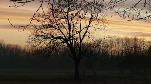 SUN_TREE Video stock 11133031