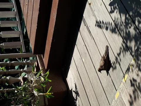 Sunbath Fotos de archivo