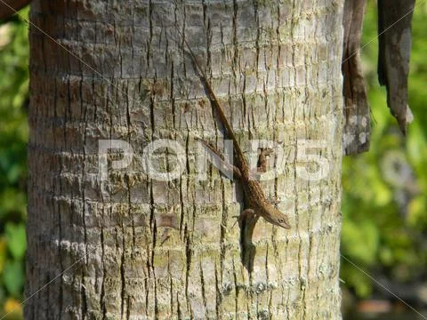 The Sunbather Stock Photos
