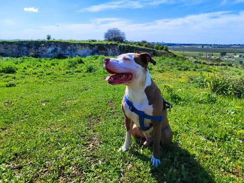Sunbathing AmStaff Fotos de archivo