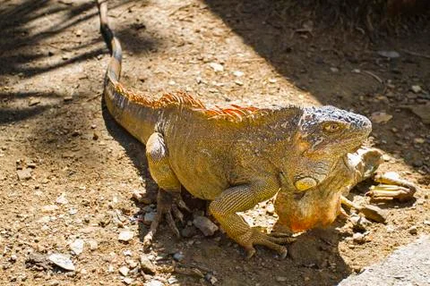 Sunbathing brown iguana Stock-Fotos