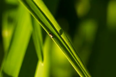 Sunbathing bug Stock Photos