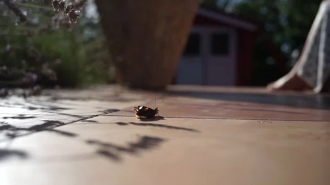A sunbathing butterfly Stock Footage 93034876