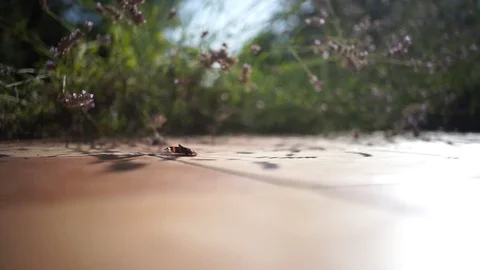 A sunbathing butterfly Stock Footage 93099698