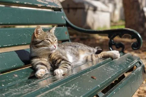 Sunbathing cat bench Stock Photos