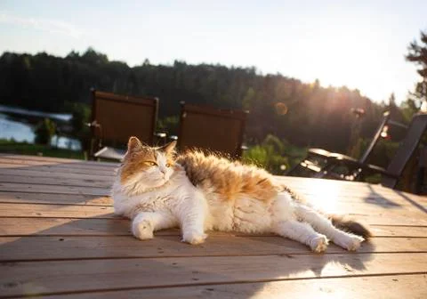 Sunbathing cat on deck Stock-Fotos