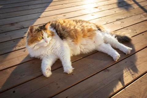 Sunbathing cat on deck Stock Photos