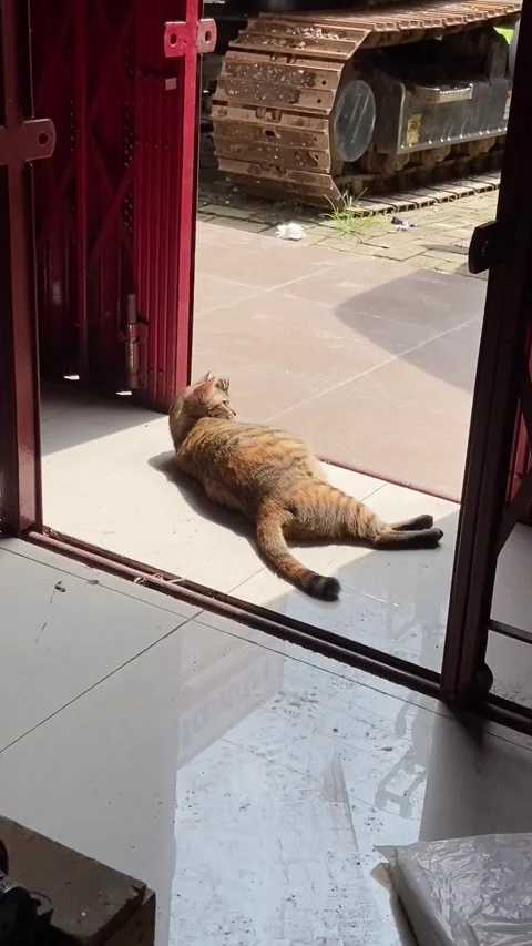 Sunbathing cat Stock Footage 276568060