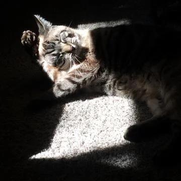 Sunbathing Cat 스톡 사진