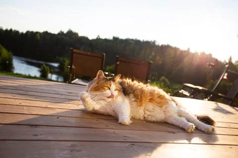 Sunbathing cat Stock Photos