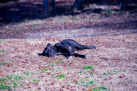 Sunbathing Dog Stock-Fotos
