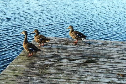 Sunbathing Ducks Stock Photos