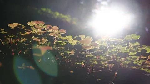 Sunbathing Forest 2 Stock Footage 49781703