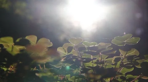 Sunbathing Forest 3 Stock Footage 49783810