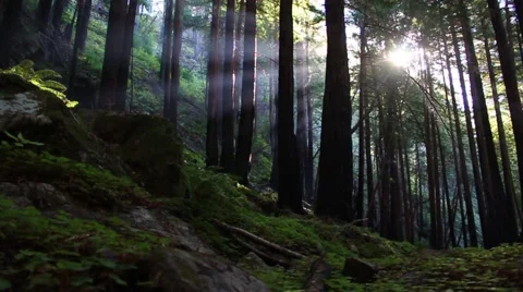 Sunbathing Forest 4 Stock Footage 49783822