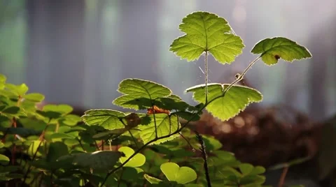 Sunbathing Forest Stock Footage 49781699